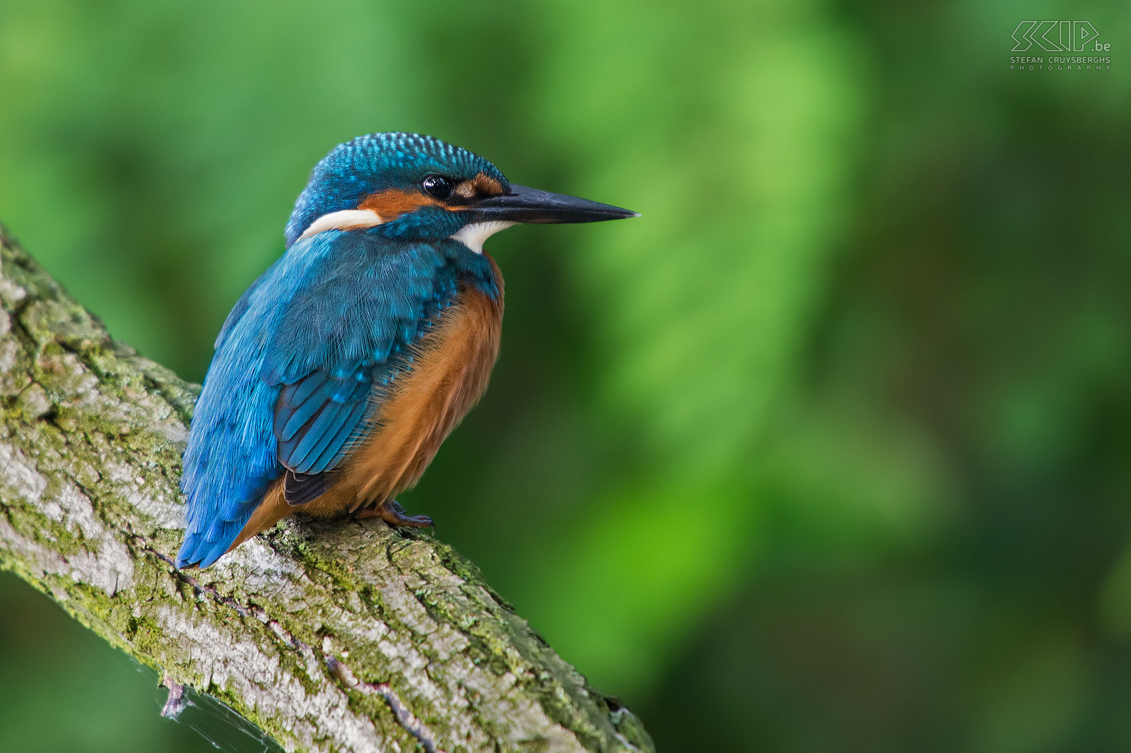 IJsvogels - IJsvogel Eindelijk heb ik in mijn thuisstad Lommel een plekje gevonden in de natuur waar een koppeltje ijsvogels regelmatig visjes komt vangen. De voorbije weken zat ik heel wat uren ’s morgens aan het beekje en ik heb dan ook verschillende goede foto’s van deze wondermooie maar schuwe vogeltjes kunnen maken. De ijsvogel (alcedo atthis) is een viseter met een fel blauw oranje vederkleed van ongeveer 16cm groot. De mannetjes zijn enkel van de vrouwtjes te onderscheiden door hun pikzwarte ondersnavel terwijl deze bij vrouwtjes een donkerrode vlek heeft.<br />
 Stefan Cruysberghs